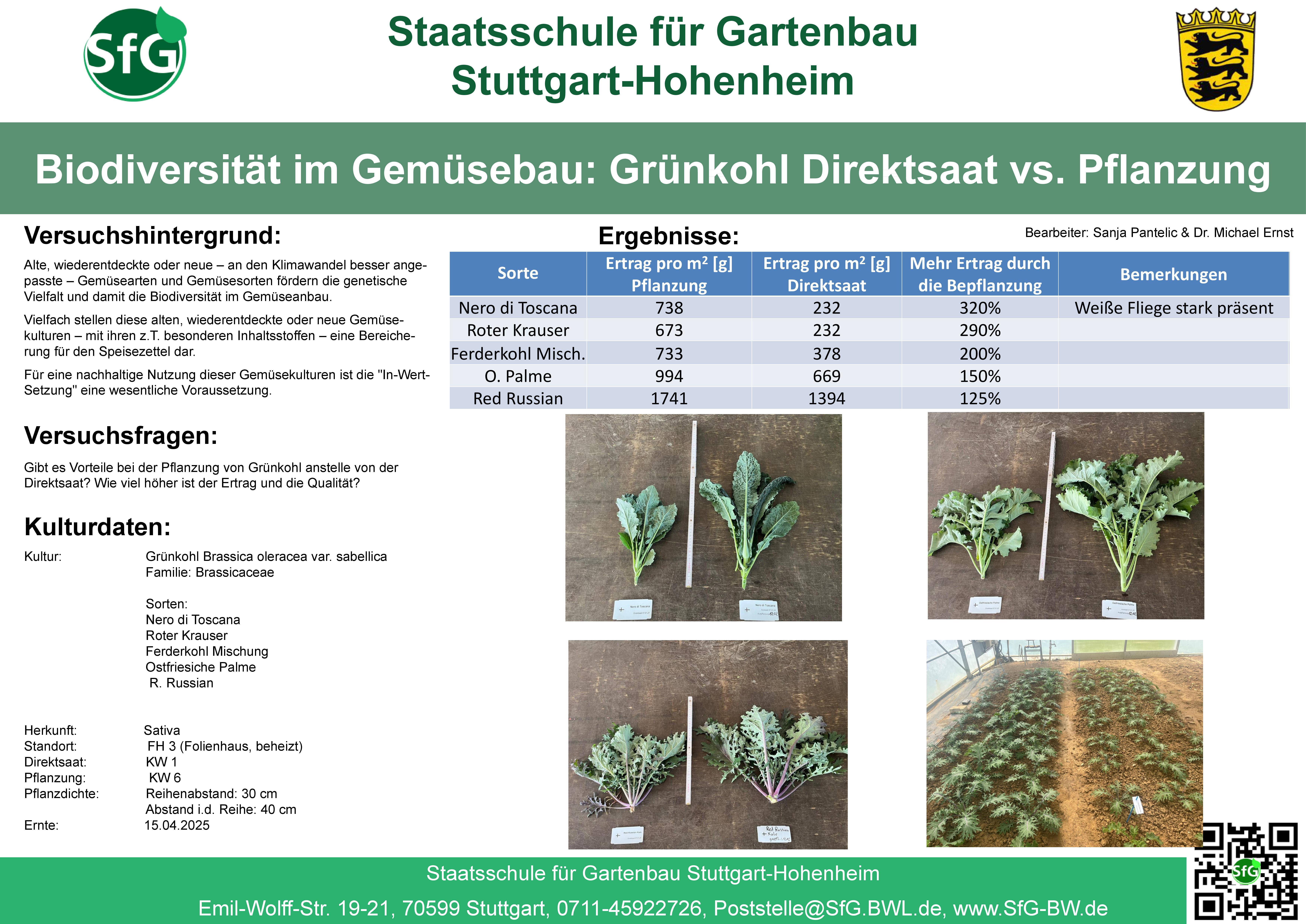 Biodiversität - Grünkohl - Direkt vs. Pflanzung.jpg