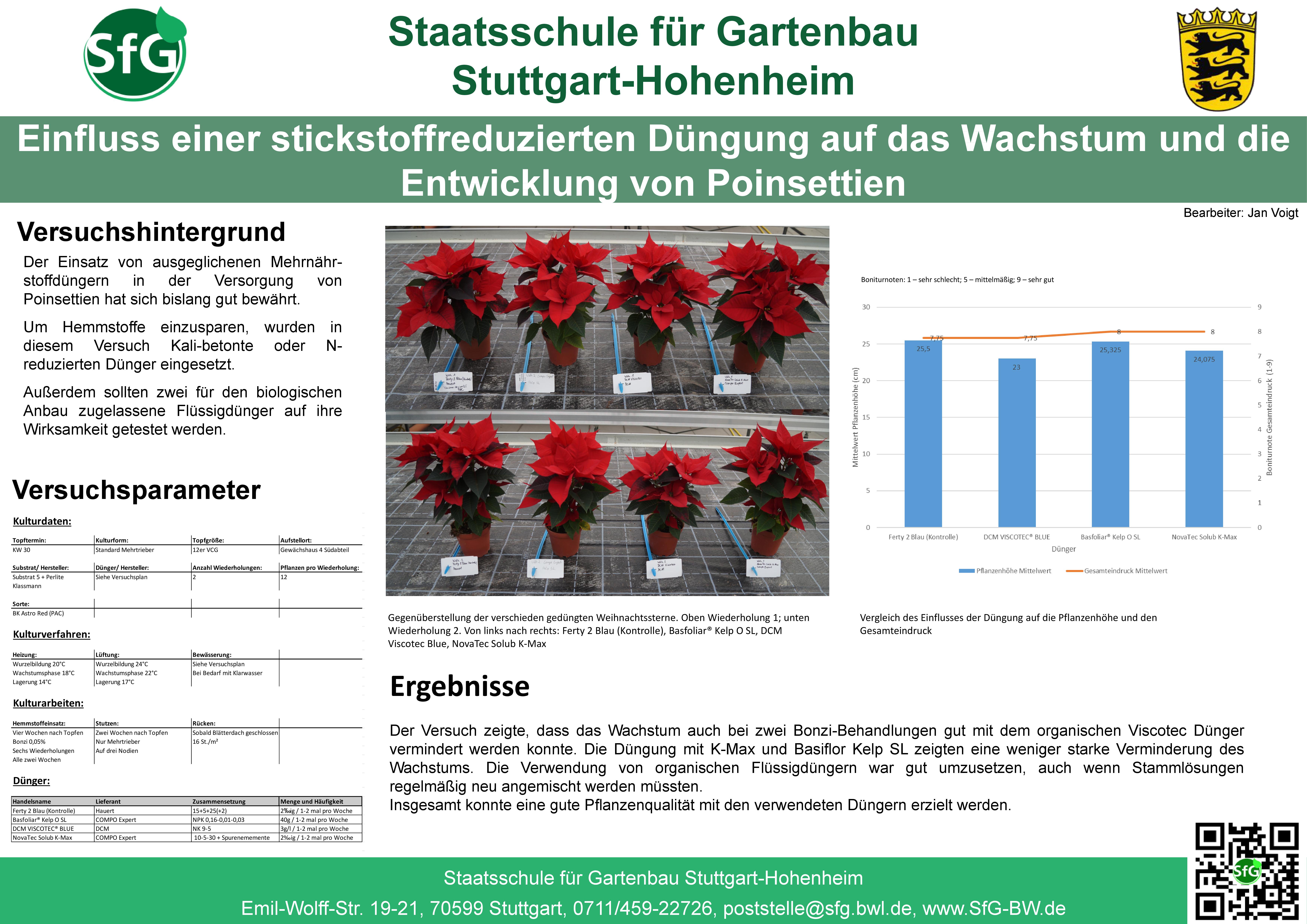 Düngerversuch_Poinsettien.jpg