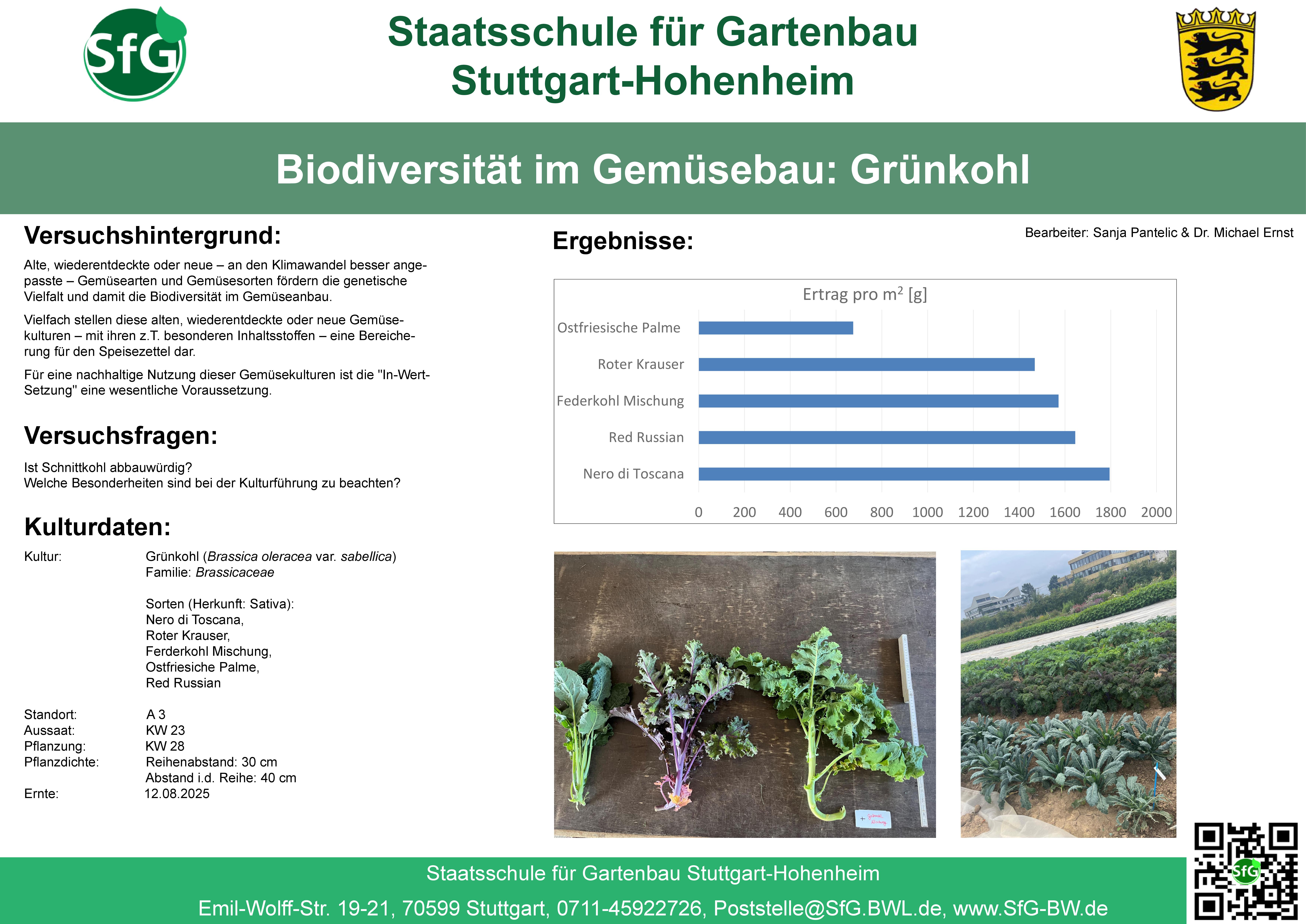Biodiversität - Grünkohl-Sommer.jpg