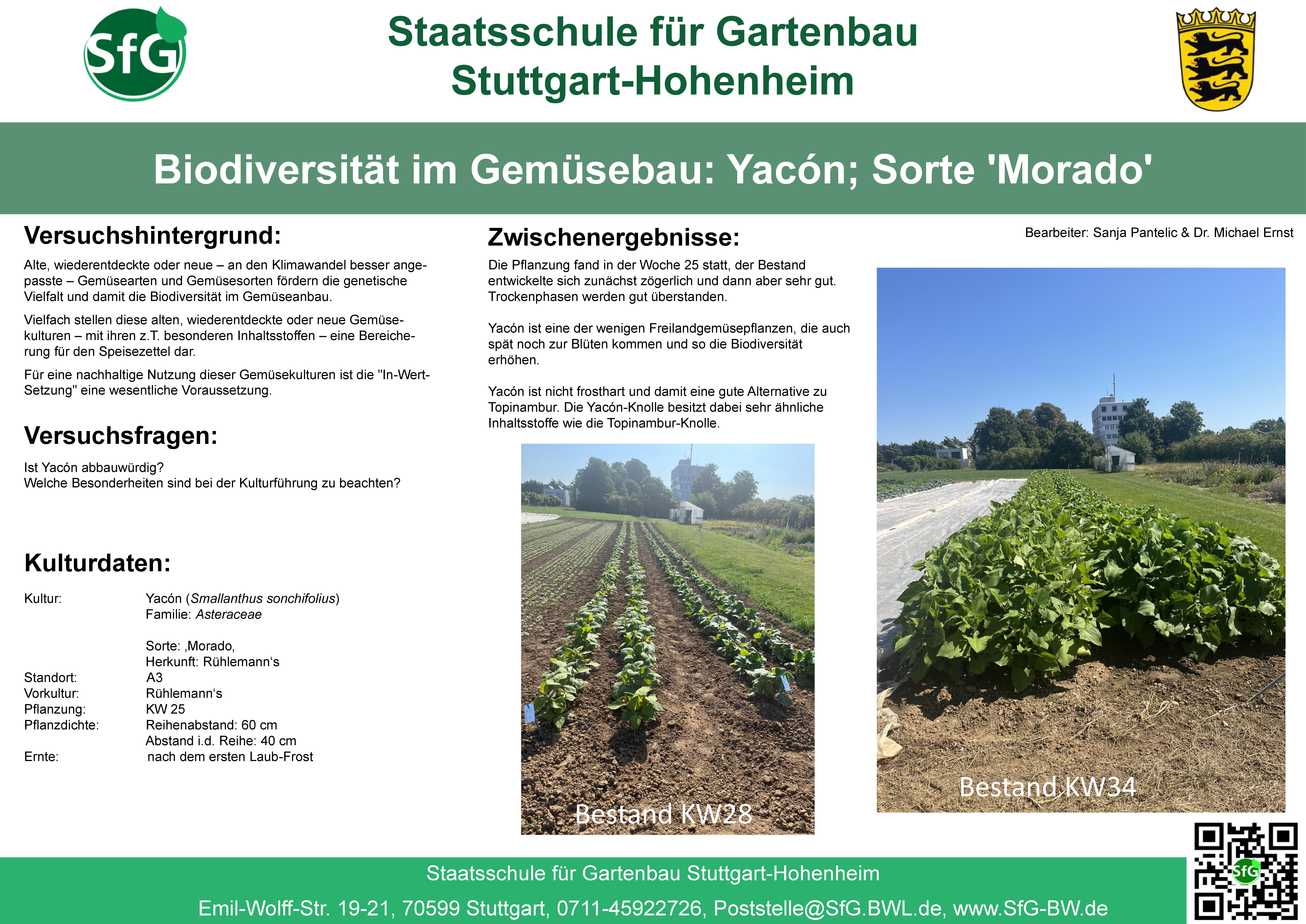 Biodiversität - Yacon.jpg